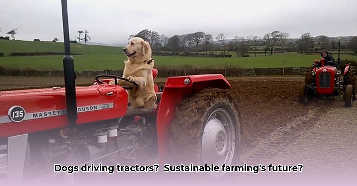 dog-on-a-tractor